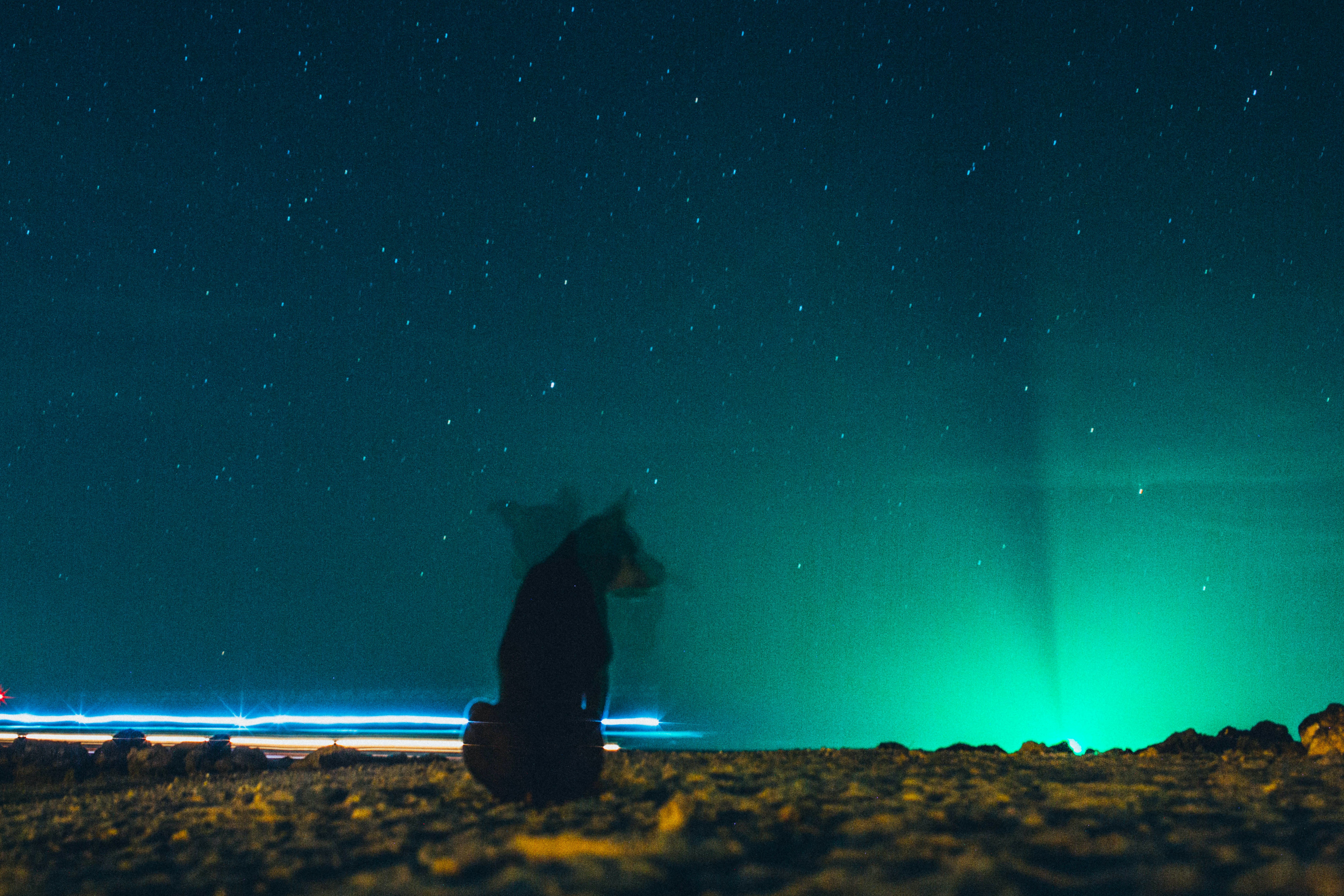 https://www.pexels.com/photo/dog-sitting-on-ground-under-blue-starry-sky-2072599/