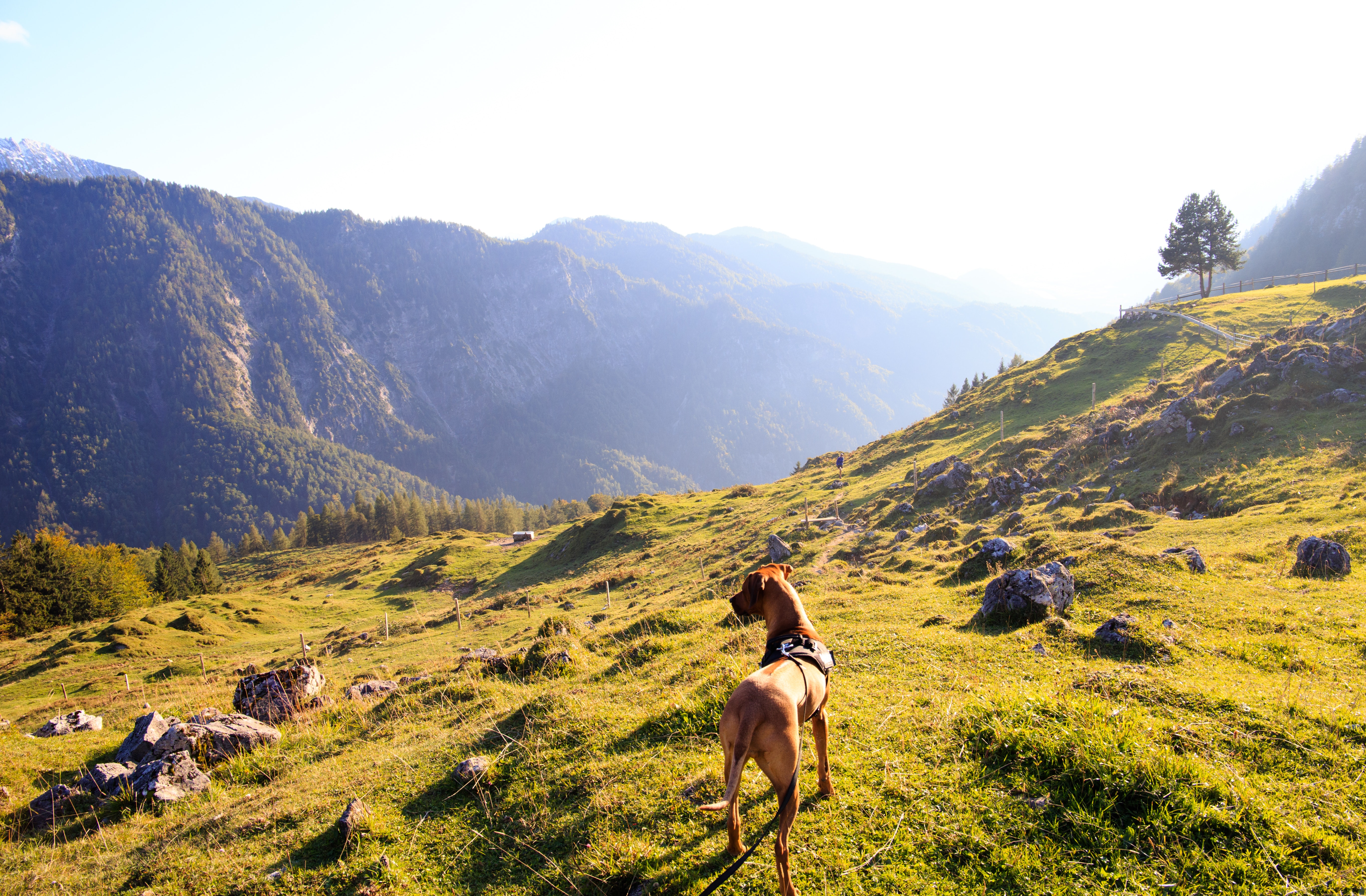 https://www.pexels.com/photo/adult-tan-great-dane-standing-on-top-of-mountain-under-white-sky-838409/