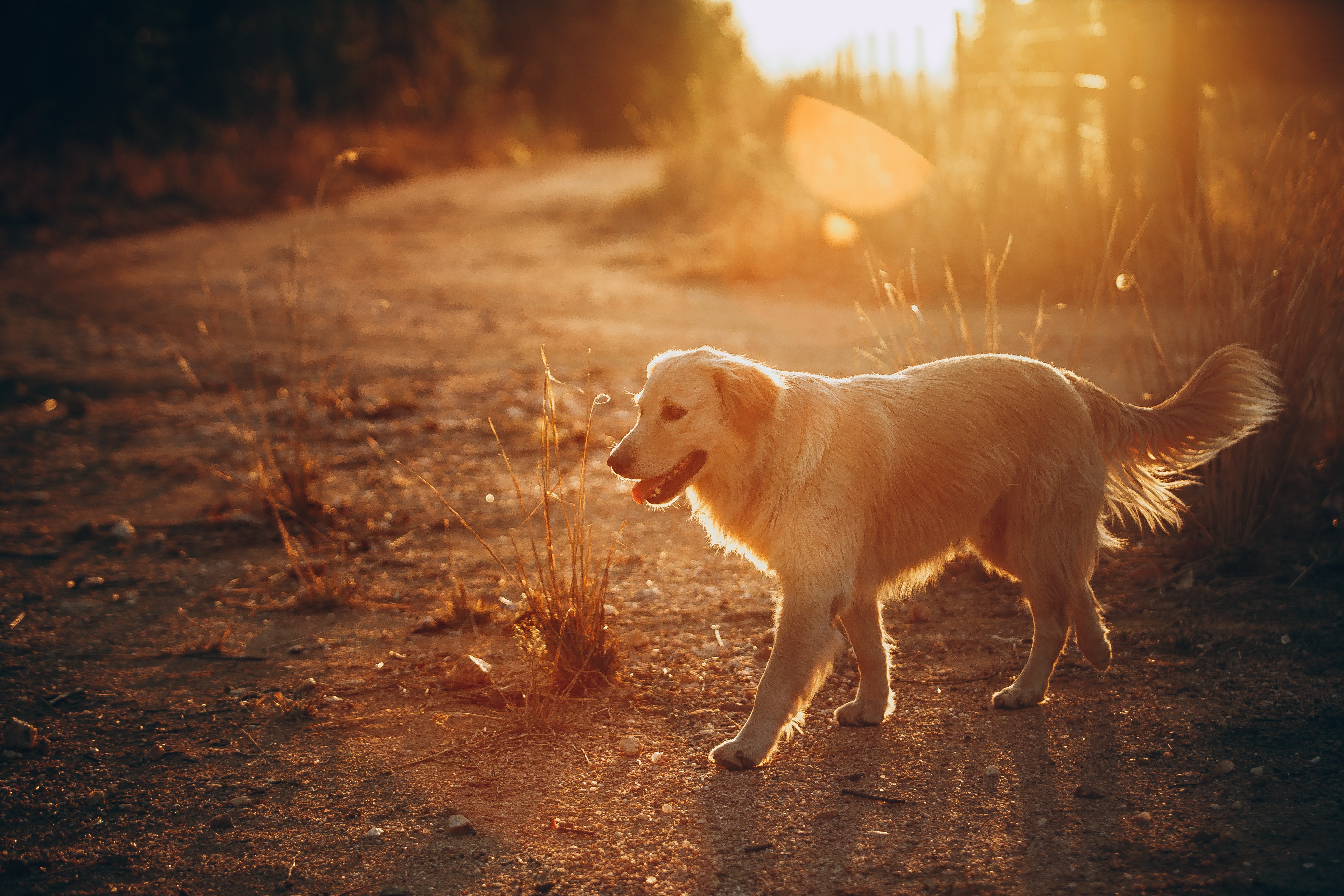 https://www.pexels.com/photo/golden-retriever-walking-during-sunset-3764464/