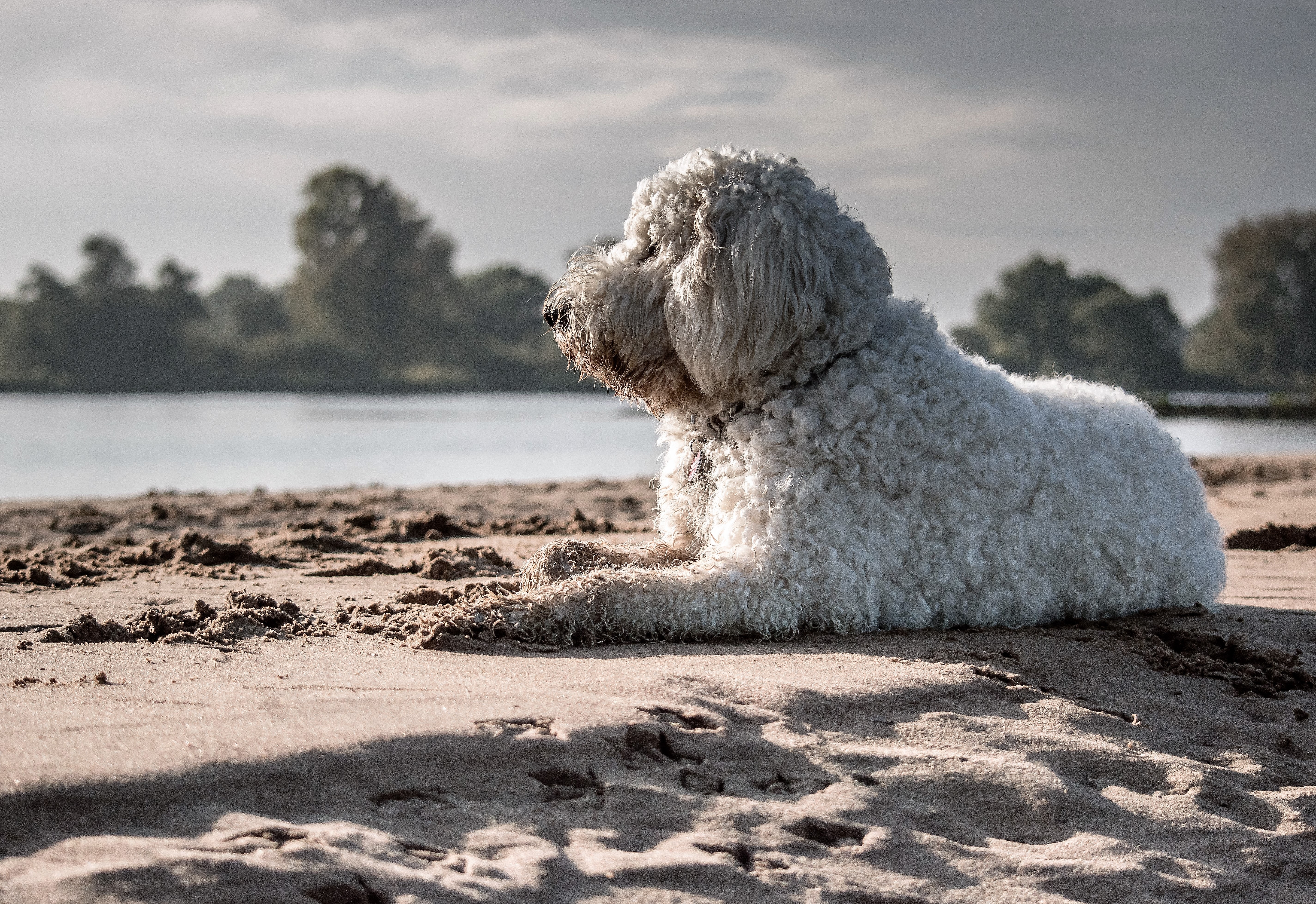 https://www.pexels.com/photo/white-dog-sitting-on-seashore-208806/