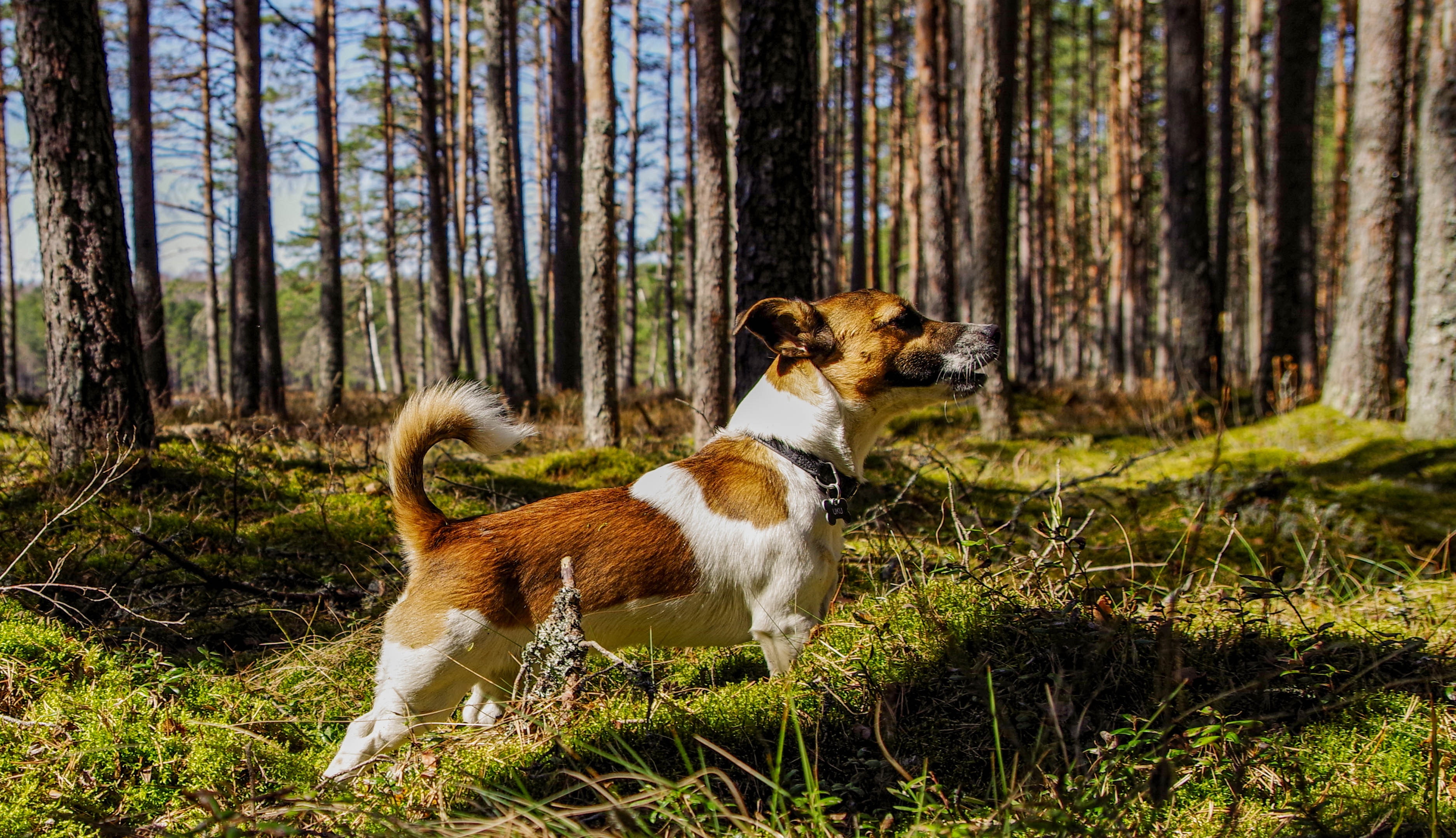 https://www.pexels.com/photo/medium-short-coated-tan-and-white-dog-on-focus-photo-1009408/