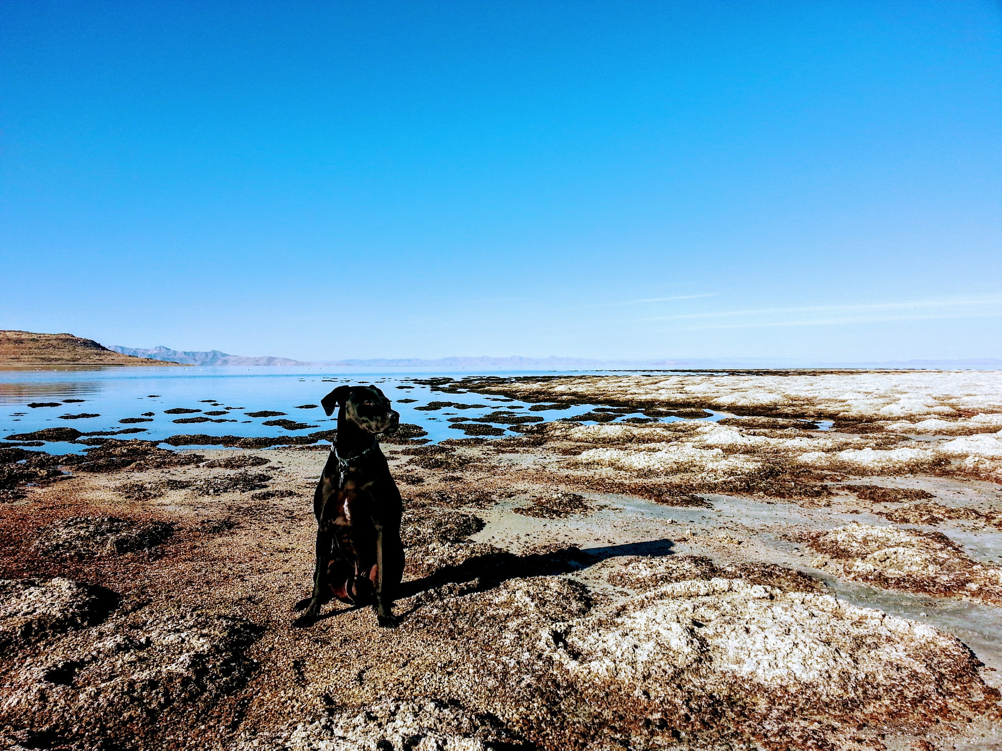 https://www.pexels.com/photo/dog-sitting-in-the-shore-1108129/