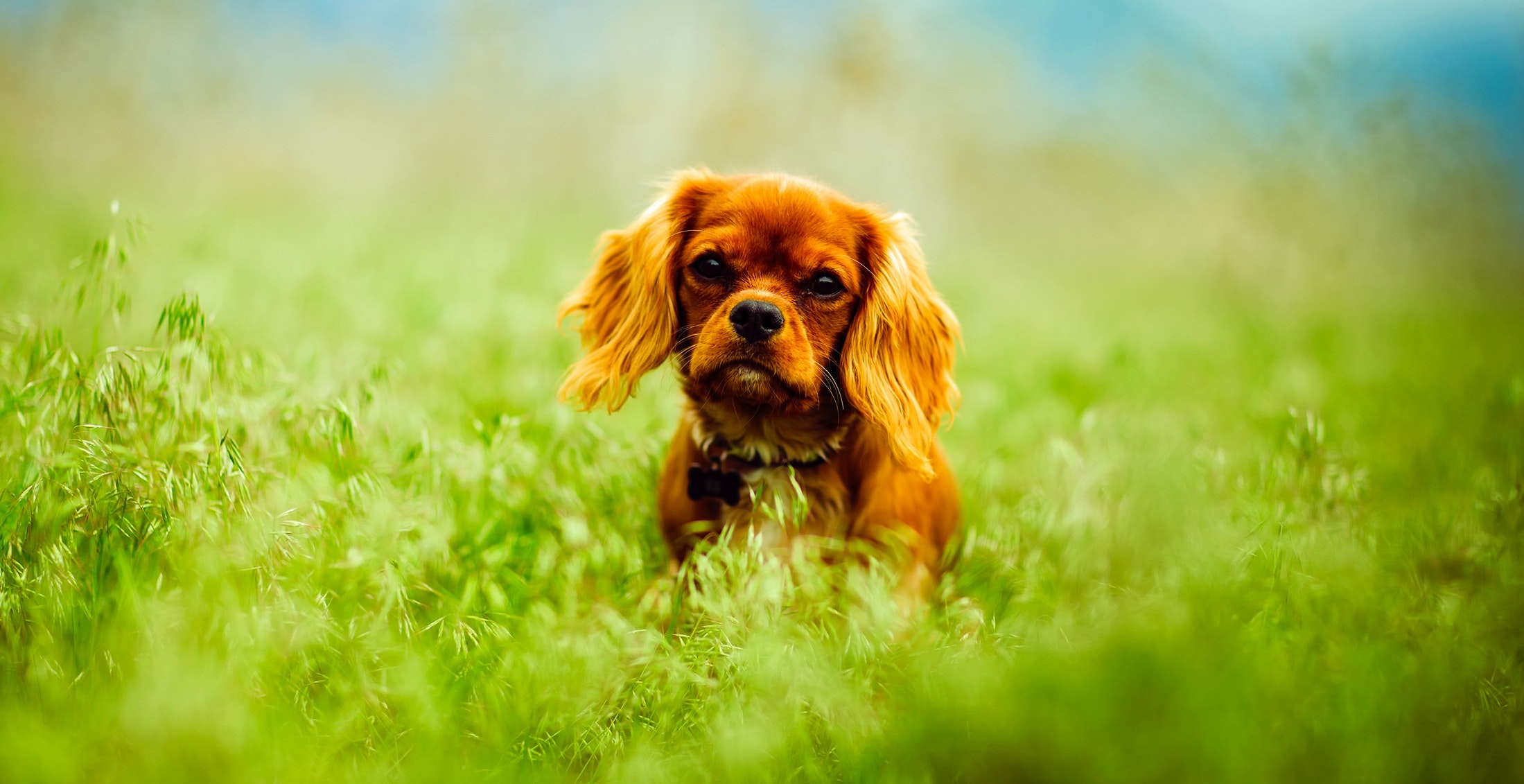 https://www.pexels.com/photo/dog-on-grass-257577/