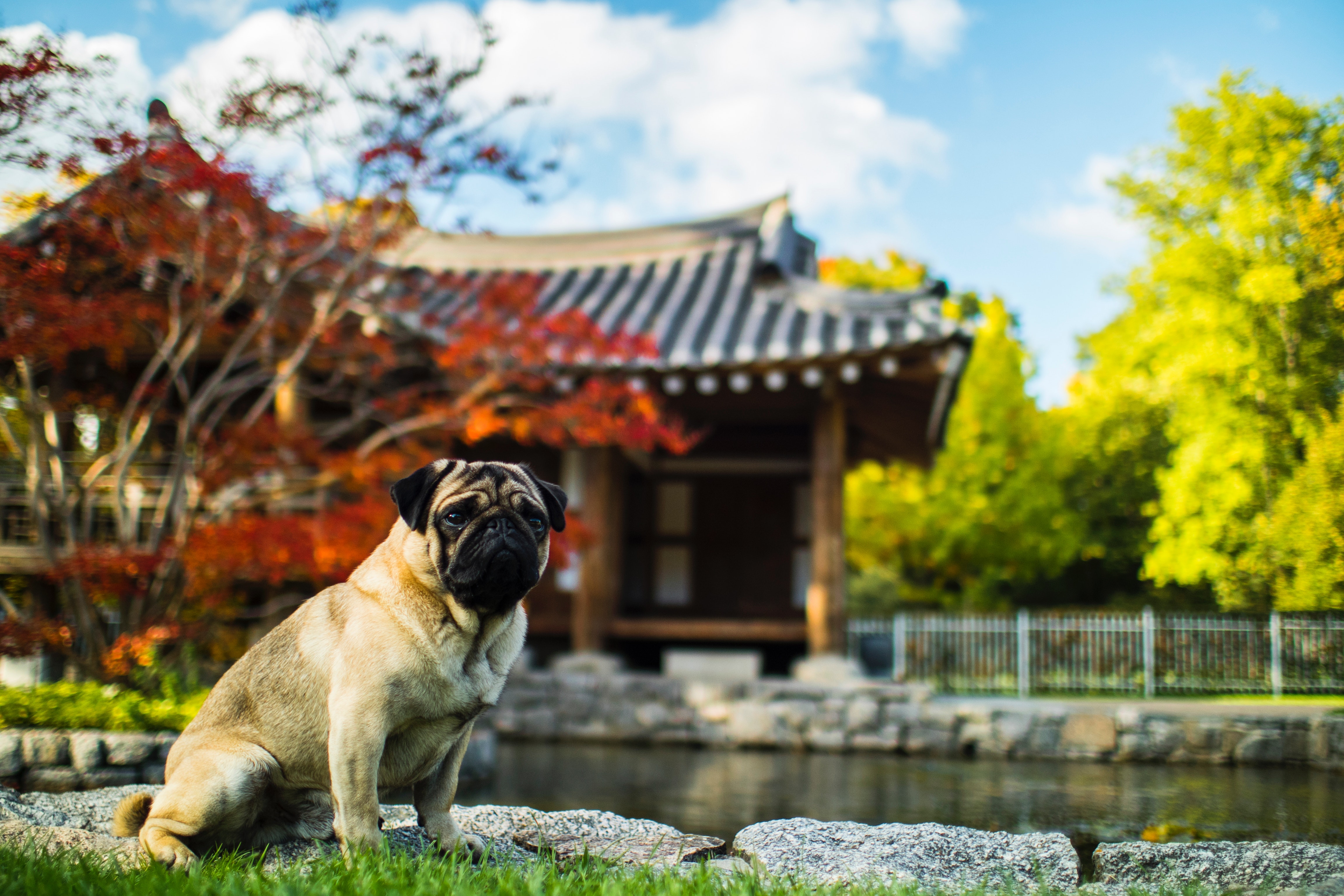 https://www.pexels.com/photo/dog-in-park-316776/