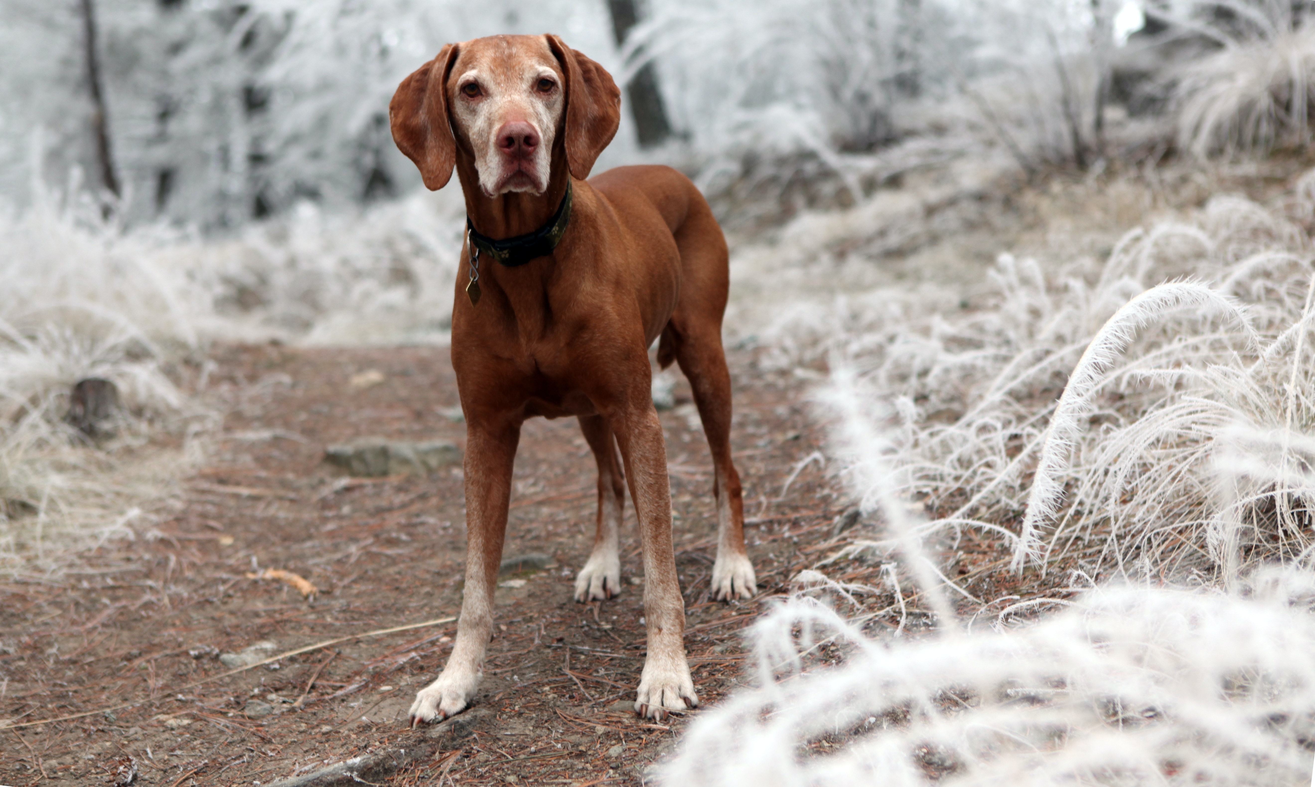 https://www.pexels.com/photo/depth-of-field-photography-of-brown-dog-near-white-grasses-631297/